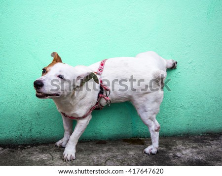 Dog peeing on colorful wall