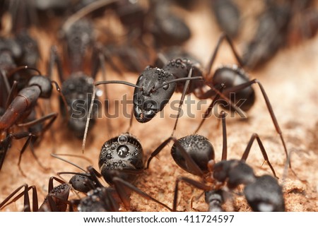 Big carpenter ants inside the nest, ant workers in colony, Morocco