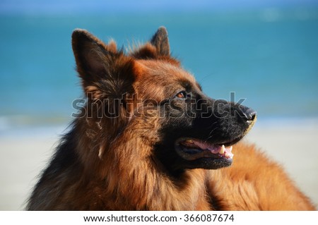 Portrait of a majestic long-haired German Shepherd dog against the blue sky and the beach, his eyes reflecting the light
