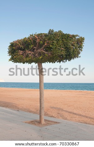 Trimmed Tree on the Costa Blanca Beach, Spain
