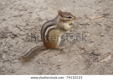 eating nuts chipmunk shutterstock search