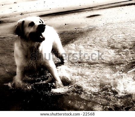Golden Labrador Retriever waiting to play,