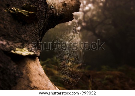 Spiders web in the forest.