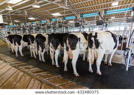 Cow milking facility, Milking cow with milking machine modern