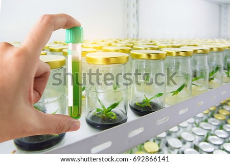 research herbal medicine at lab , test pharmaceutical with Shaker plant growth experiments done in the laboratory of plant tissue.