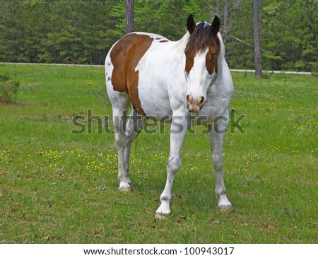 A white and brown Equine coated horse with a blue eye in the field with room for your text.