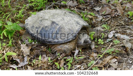 A very large common snapping turtle, (Chelydra serpentina) on his way through the grass in the early spring