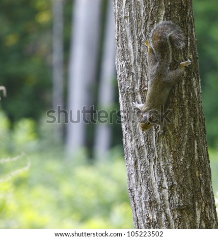An American grey Squirrel, climbing down a tree with room for your text.