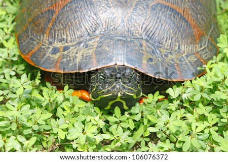 A female Eastern painted turtle among the ground foliage outside hiding inside of her shell