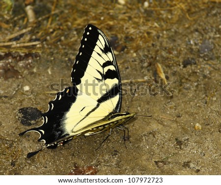 An Eastern Tiger Swallowtail Butterfly on the ground eating something with room for your text.