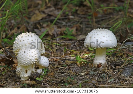 A group of common mushrooms AKA Agaricus bisporus outdoors among the ground cover with room for your text