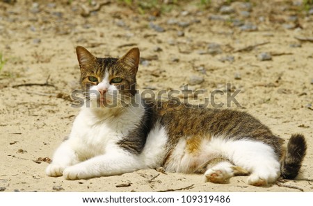Ace the tabby calico cat stretched out and relaxing in the dirt on a summer day with room for your text