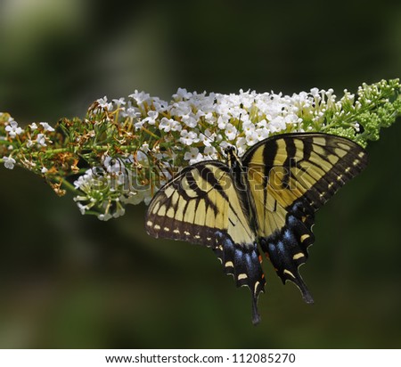 An Eastern Tiger Swallowtail Butterfly on a white Butterfly Bush (Buddleja davidii) bloom.
