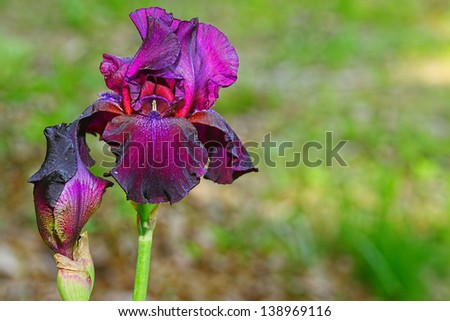 A bright and colorful black cherry deep purple Iris flower outside on a spring day