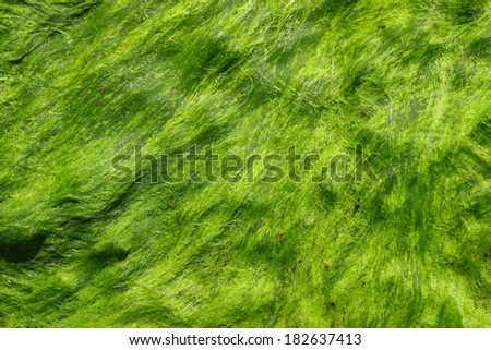 A fresh green sea moss also known as Irish moss or carrageen moss (Irish carraigÃ?Â?Ã?Â­n, 