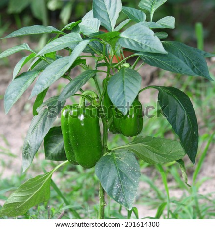 A fresh garden grown bell pepper plant growing outside with fresh new peppers on it.