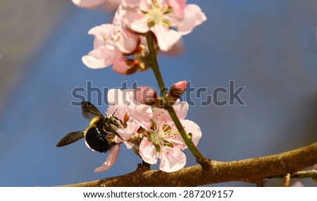 A bee pollinating a peach tree flower bloom while gathering nectar to give life to a fruit for human consumption