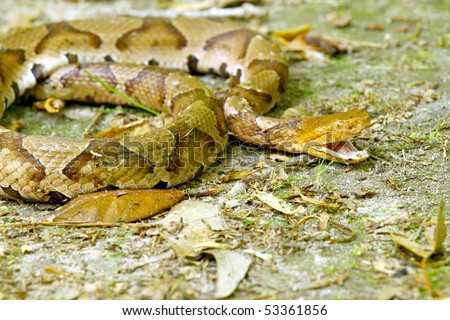 Copperhead Snake Pictures. southern copperhead snake