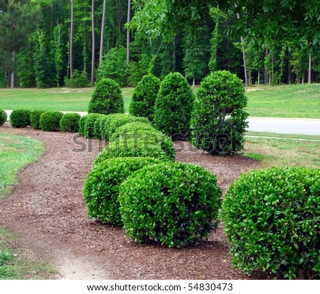 Shrubs And Bushes. shrubs and bushes