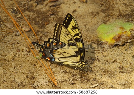 An Eastern Tiger Swallowtail Butterfly tasting something on the ground that he likes.
