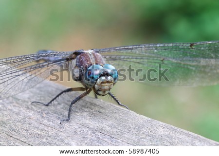 a close up of a dragonflyu outside on a railing with room for your text