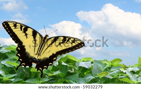 an eastern tiger swallowtail butterfly flying out of a field of mint into a beautiful blue sky