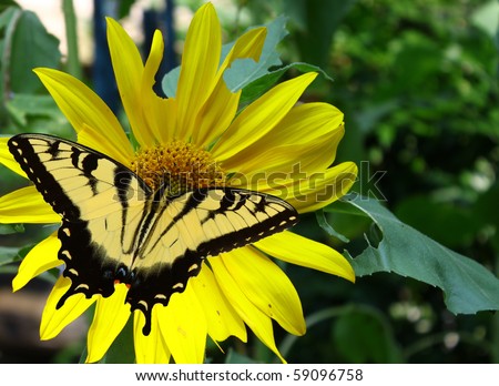 An Eastern tiger swallowtail butterfly on a sunflower with room for your text