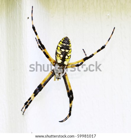 A top view of a female black and yellow garden spider outside with legs spread