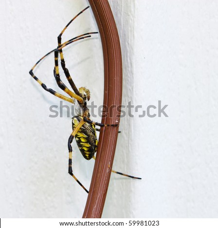 A side view of a Black and Yellow garden spider on an extension cord with room for your text