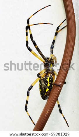 A side view of a Black and Yellow garden spider on an extension cord