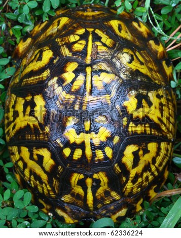 A box turtle closed up in his shell outside in the grass with room for your text.