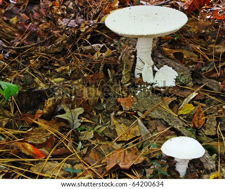 Two destroying angel mushrooms in the woods with selective focus on the back mushroom with room for your text
