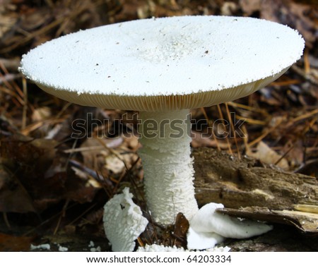 stock photo : An Amanita bisporigera destroying angel mushroom Using 