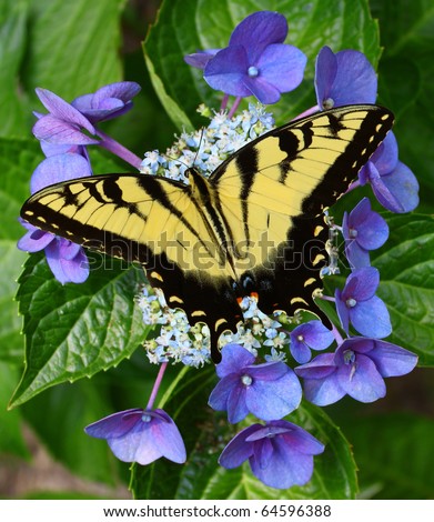 A Beautiful Eastern Tiger Swallowtail Butterfly feeding on a Hydrangea bloom with room for your text