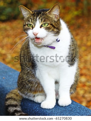 Ace the calico tabby being a screaming and mouthy cat outside on the railing during a fall day at home
