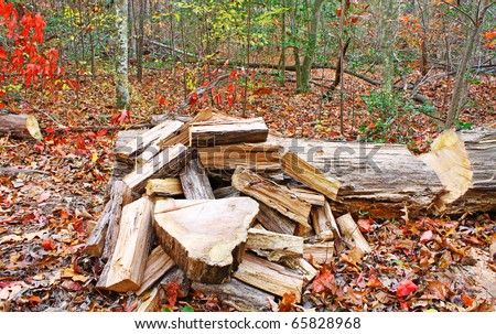 A fresh cut red oak tree for use as firewood with a pile of cut split firewood beside it in the woods with room for your text.
