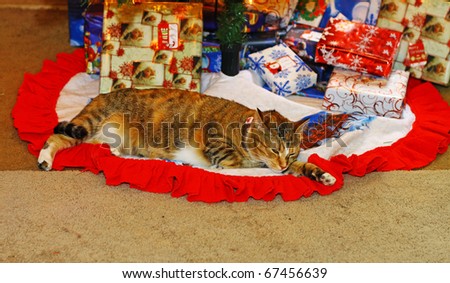 A cute kitty cat under the Christmas tree with the presents and keeping a watchful eye out for Santa using a shallow depth of field and selective focus with room for your text.
