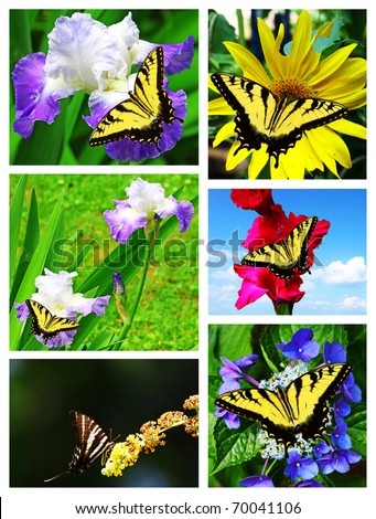 A collage of Eastern Tiger Swallowtail Butterflies and one Zebra swallowtail on beautiful summer Flowers.