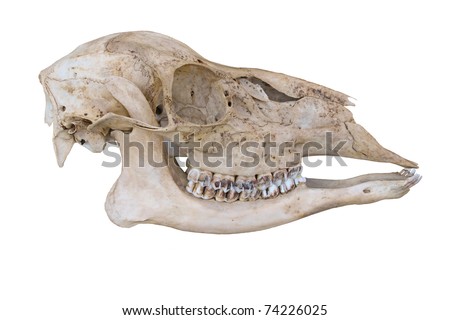 whitetail deer skull. makeup Whitetail deer skull Posters whitetail deer skull. dirty Whitetail
