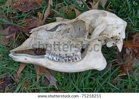 whitetail deer skull. stock photo : A Whitetail Deer skull laying on the ground among the grass