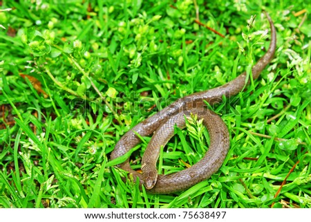 A Storeria brown snake in the early morning wet grass outside with room for your text