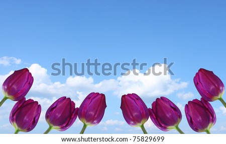 A group of purple tulips against a blue cloud filled sky with room for your text.