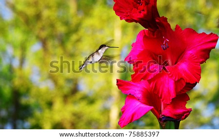 A female ruby throated hummingbird going for nectar from a red gladiolus flower outside during the spring with room for your text.