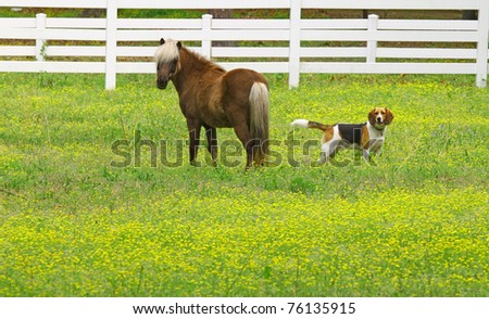 Blue Buttercup