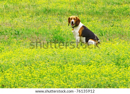 Blue the Hound sitting among the buttercups in a field looking out for his catch with room for your text.