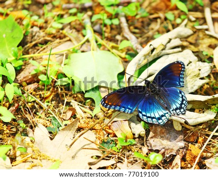 A Red spotted purple Admiral Limenitis arthemis astyanax Butterfly among the ground foliage with room for your text.