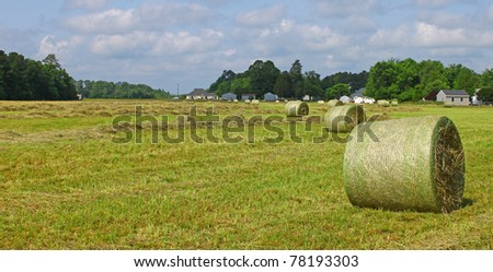 A farmers field behind some houses filled with large round bales of straw to be used in many different ways by whoever purchases them with room for your text,