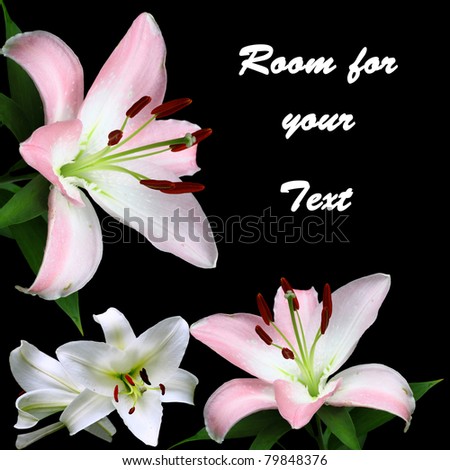 A Beautiful pair of Christmas Lilies (Lilium longiflorum) and Pink and White Lilies isolated on black with room for your text.