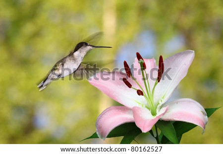 A female ruby throated hummingbird flying through the air on a spring day outside with room for your text