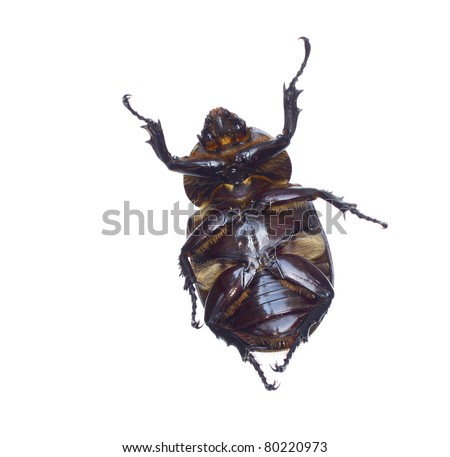 Hercules+beetle+for+sale